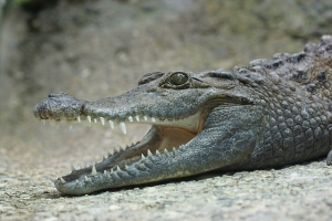 crocodile-892712_640